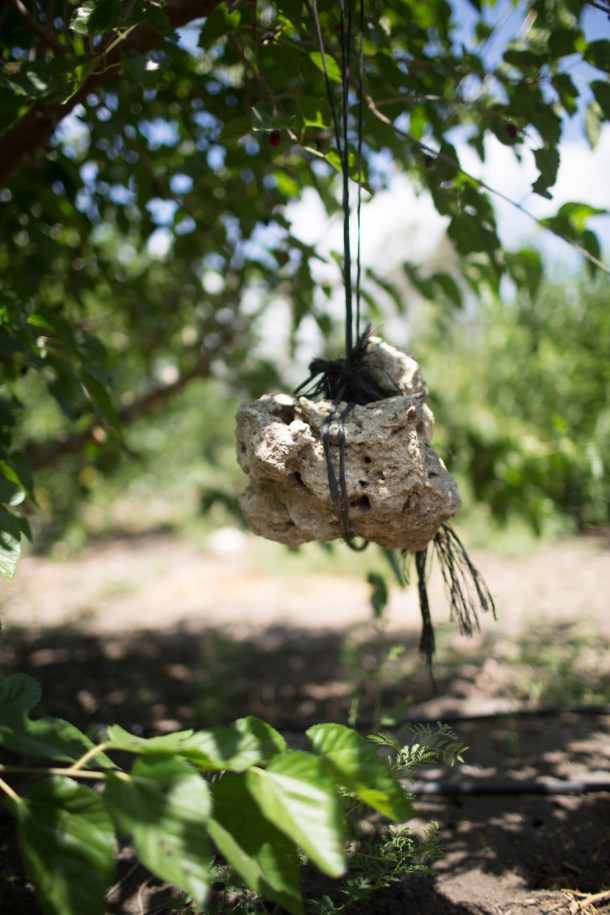 294A4432_אברמיק2016_S