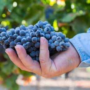 1848 // יקבי&nbsp;ציון